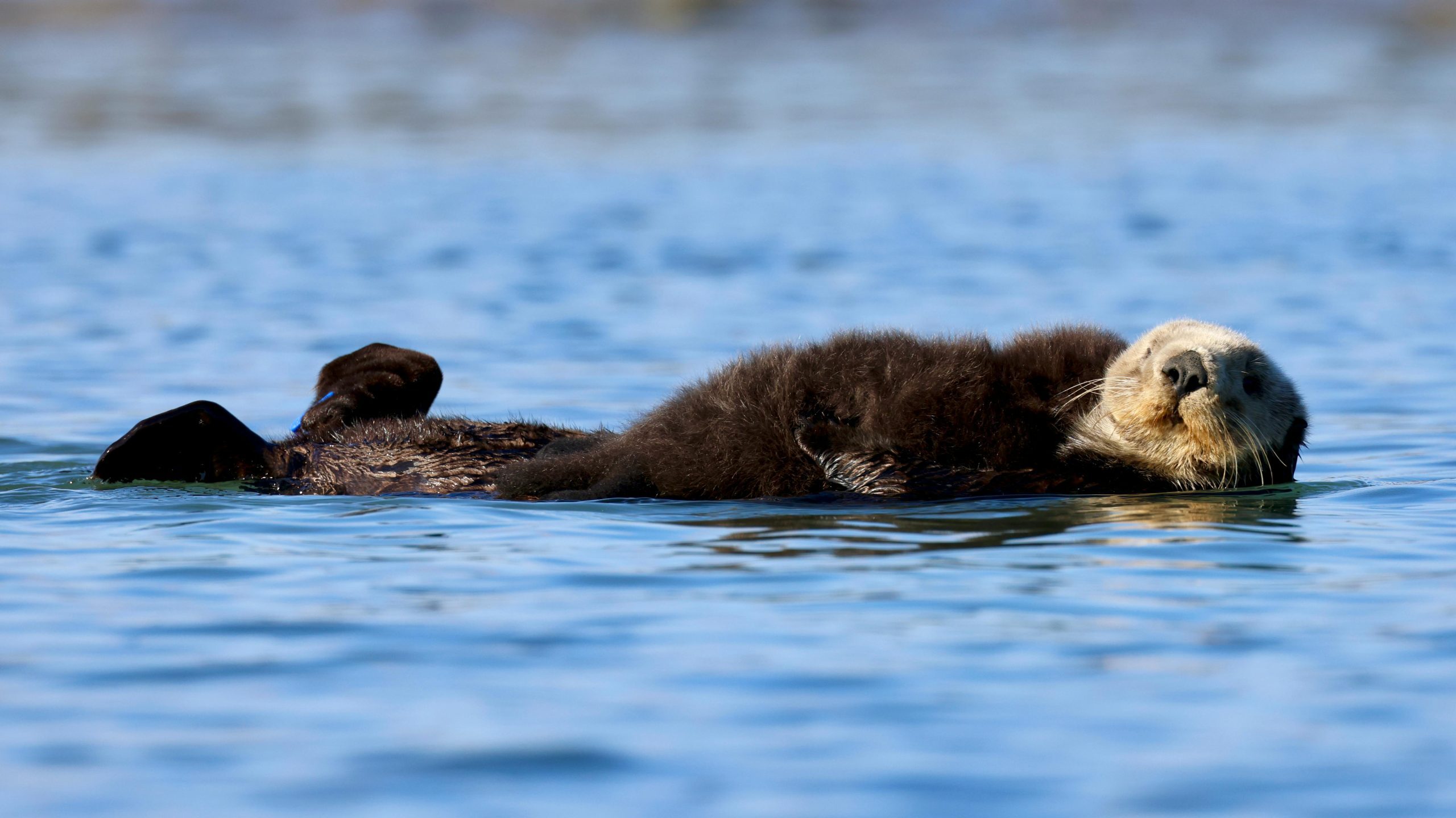 Sea Otters are Making a Comeback – But Their Future is Far from Secure