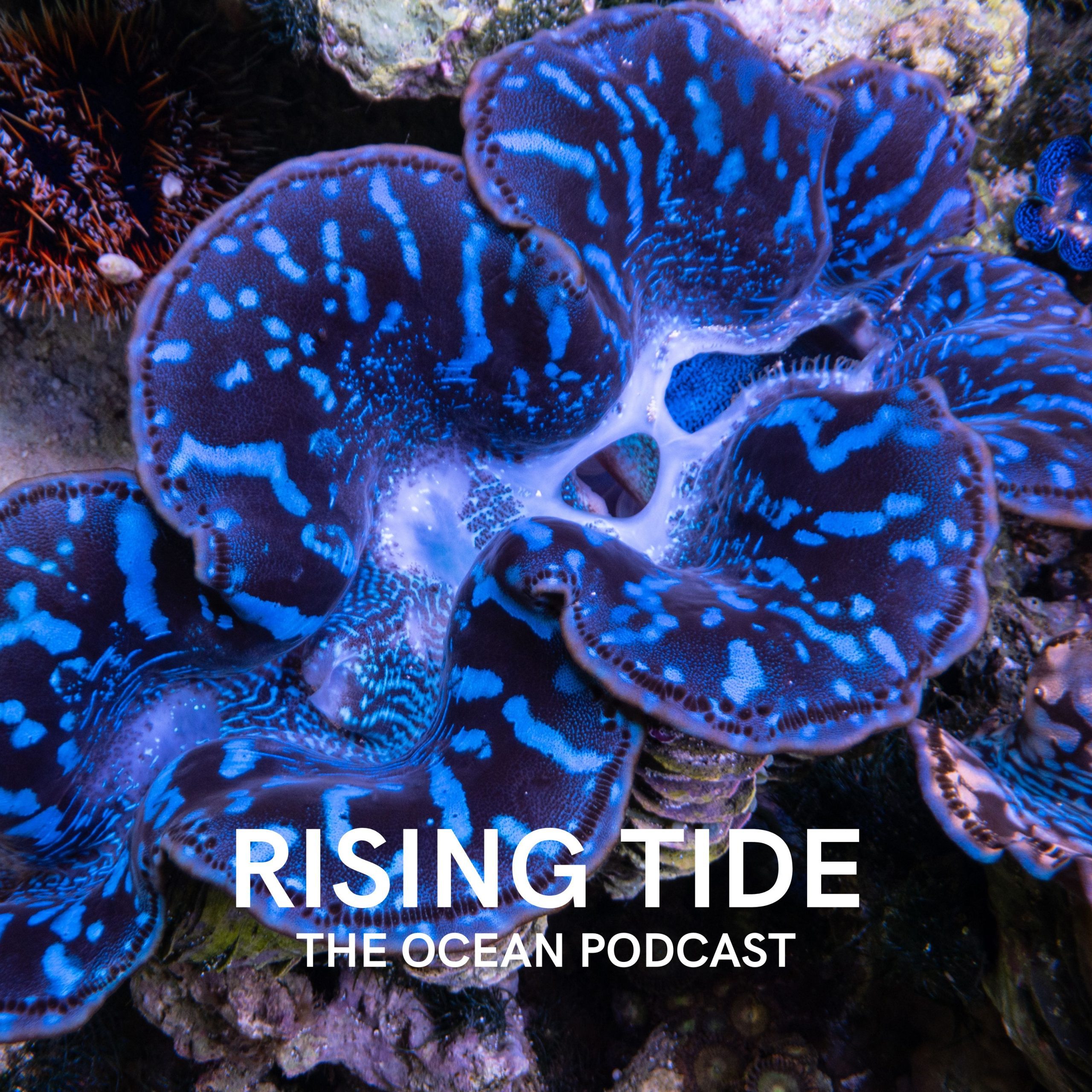 Jordan Flagel Opens Up about Giant Clams